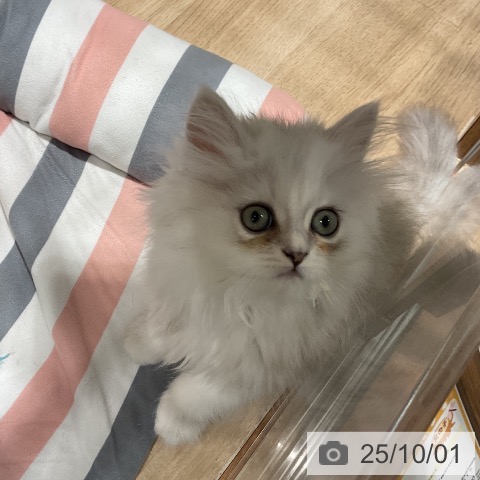 ペルシャの写真