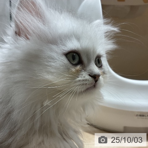 ペルシャの写真