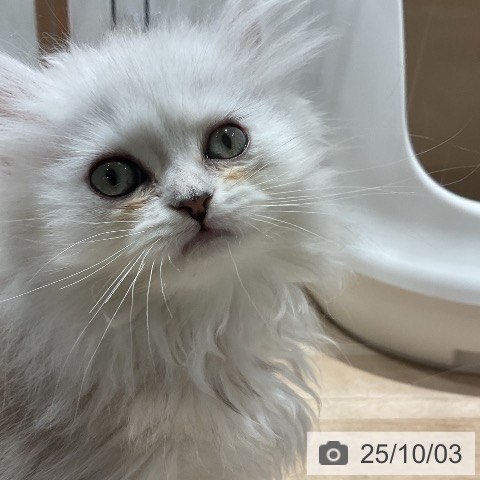 ペルシャの写真