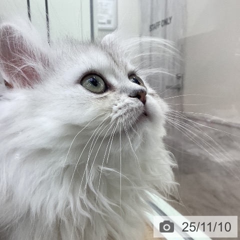 ペルシャの写真