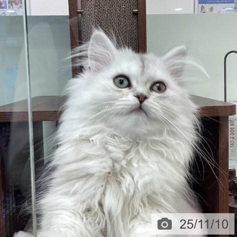 ペルシャの写真