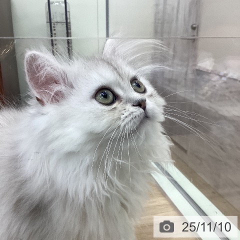 ペルシャの写真