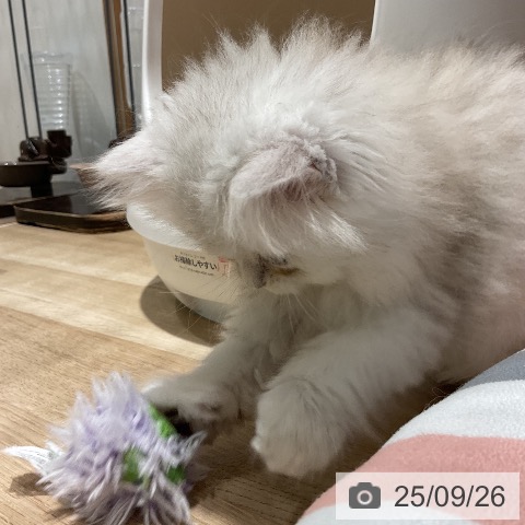 ペルシャの写真