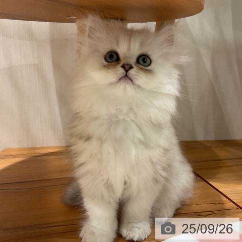 ペルシャの写真