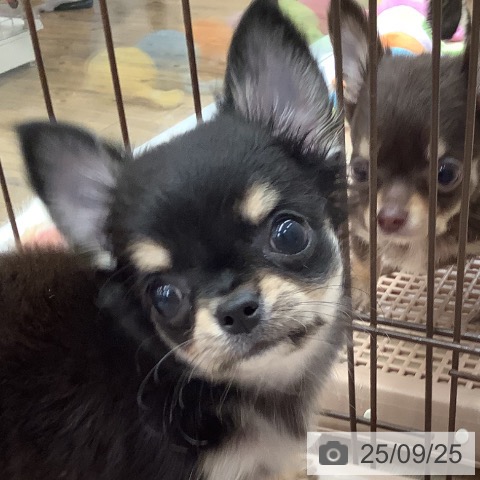チワワの写真