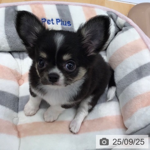 チワワの写真