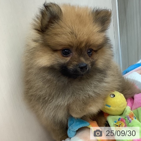 ポメラニアンの写真