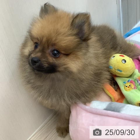 ポメラニアンの写真