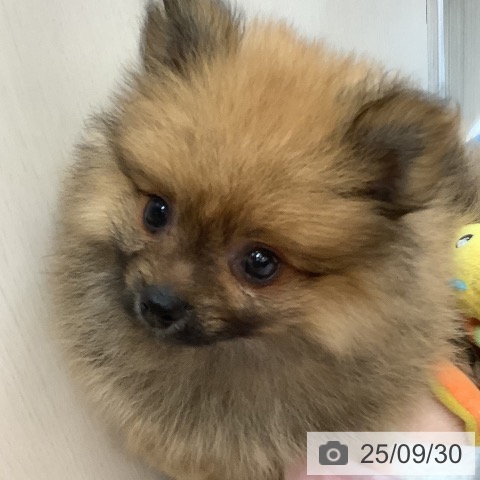 ポメラニアンの写真