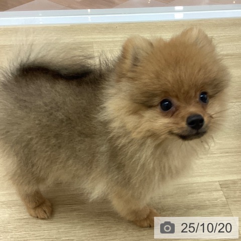ポメラニアンの写真