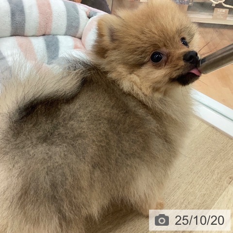 ポメラニアンの写真