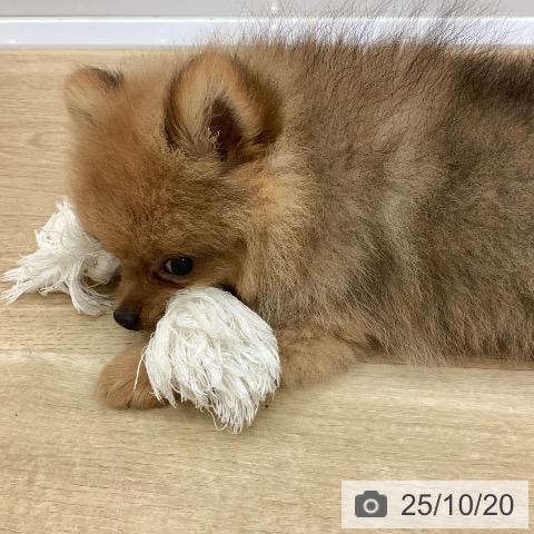 ポメラニアンの写真
