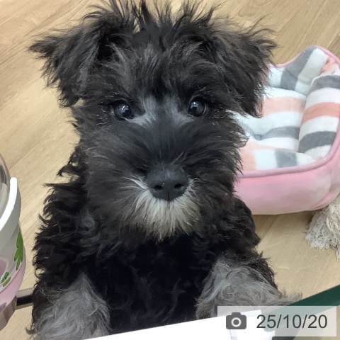 ミニチュア・シュナウザーの写真