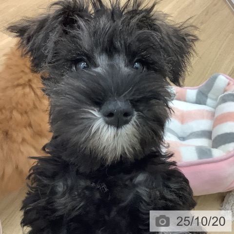 ミニチュア・シュナウザーの写真