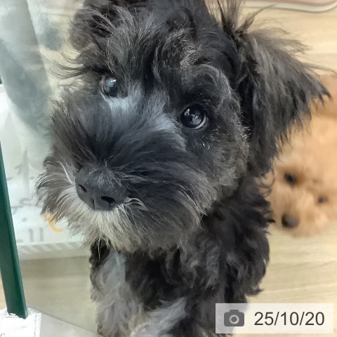 ミニチュア・シュナウザーの写真