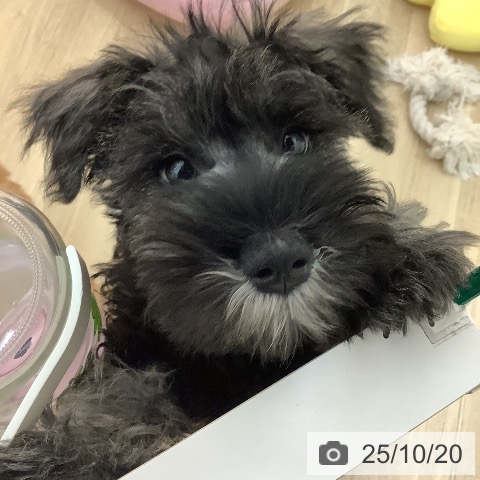 ミニチュア・シュナウザーの写真