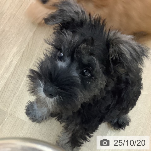 ミニチュア・シュナウザーの写真