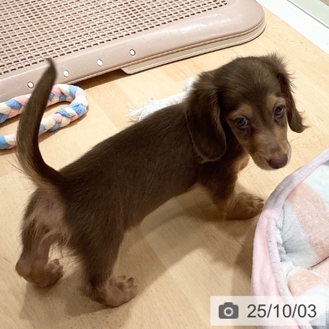ミニチュア・ダックスフンドの写真