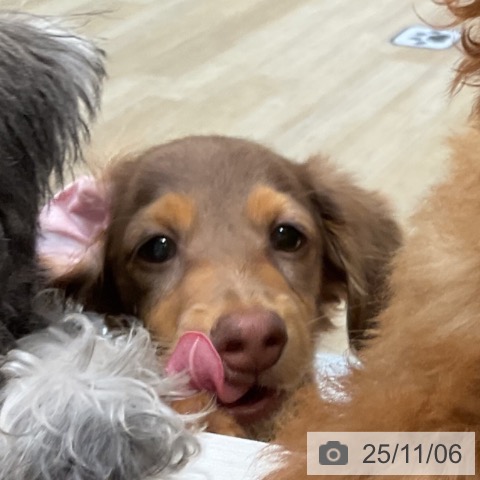 ミニチュア・ダックスフンドの写真