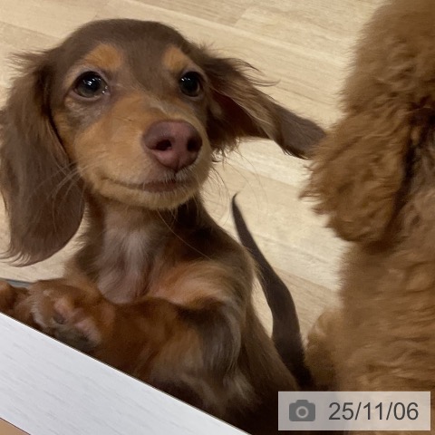 ミニチュア・ダックスフンドの写真