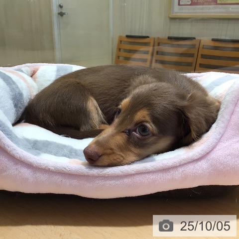 ミニチュア・ダックスフンドの写真