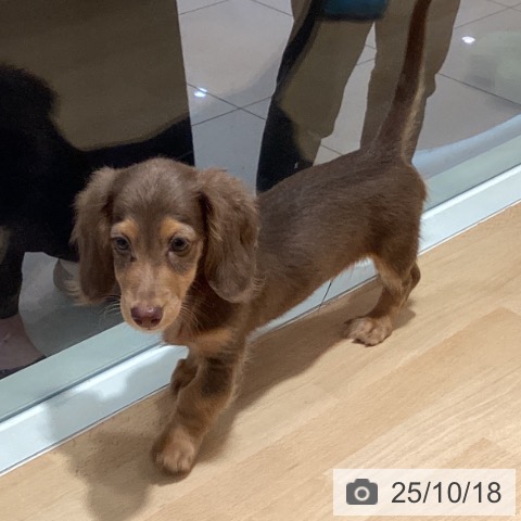 ミニチュア・ダックスフンドの写真