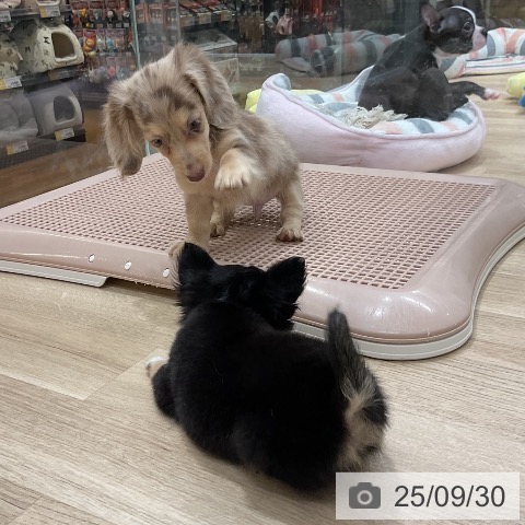 ミニチュア・ダックスフンドの写真