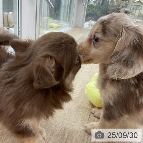 ミニチュア・ダックスフンドの写真