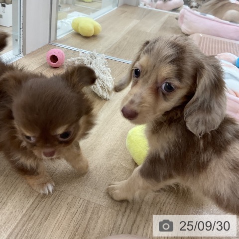 ミニチュア・ダックスフンドの写真