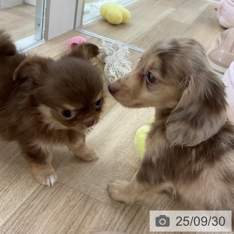 ミニチュア・ダックスフンドの写真