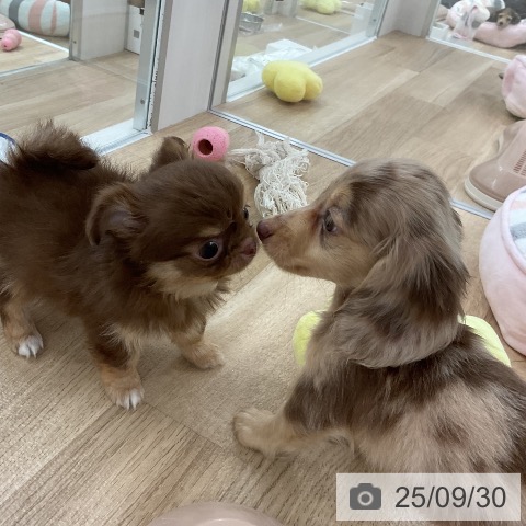 ミニチュア・ダックスフンドの写真