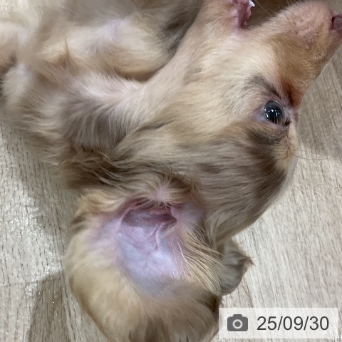 ミニチュア・ダックスフンドの写真
