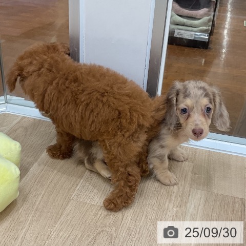 ミニチュア・ダックスフンドの写真
