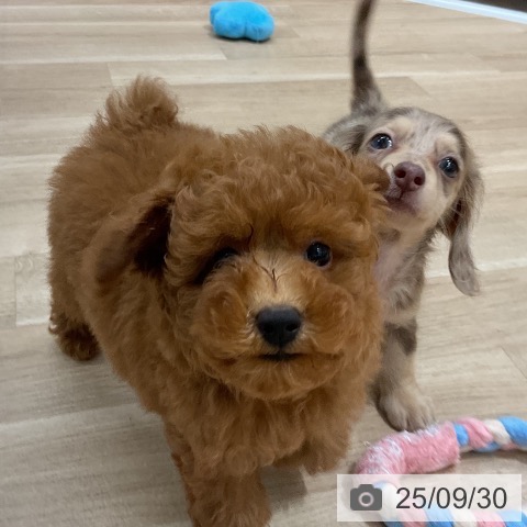 ミニチュア・ダックスフンドの写真