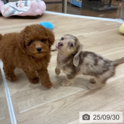 ミニチュア・ダックスフンドの写真