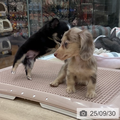 ミニチュア・ダックスフンドの写真