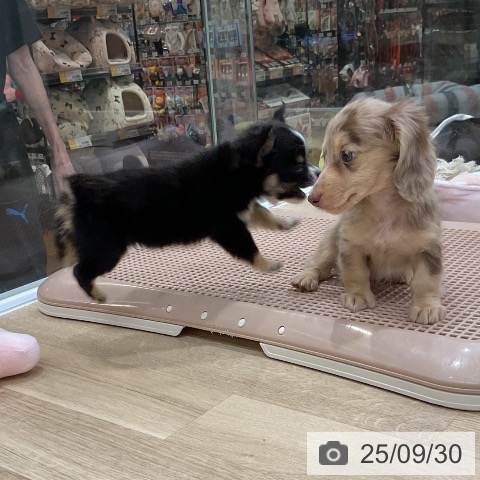 ミニチュア・ダックスフンドの写真