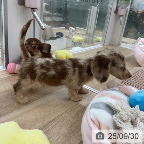 ミニチュア・ダックスフンドの写真