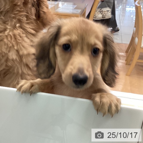 ミニチュア・ダックスフンドの写真