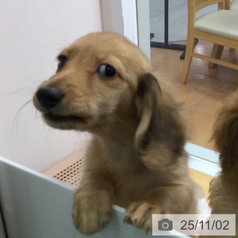 ミニチュア・ダックスフンドの写真