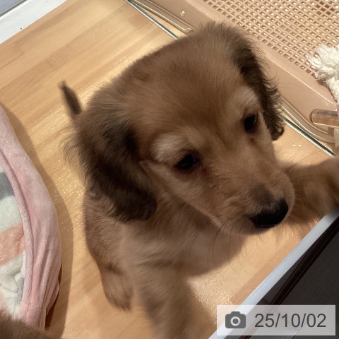 ミニチュア・ダックスフンドの写真