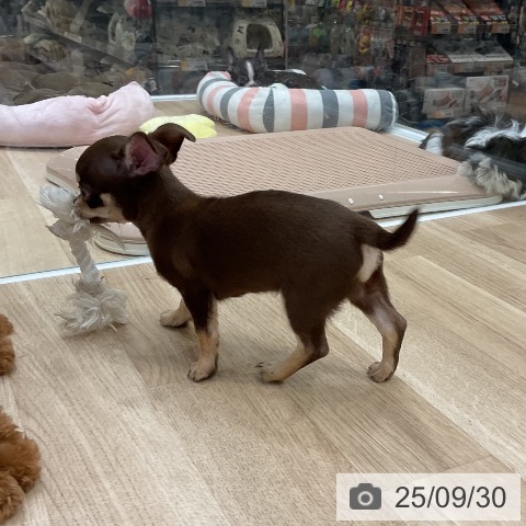 チワワの写真