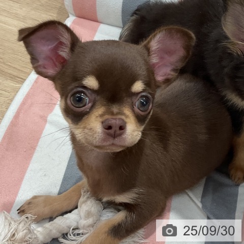 チワワの写真