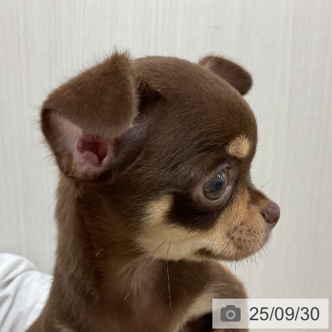 チワワの写真