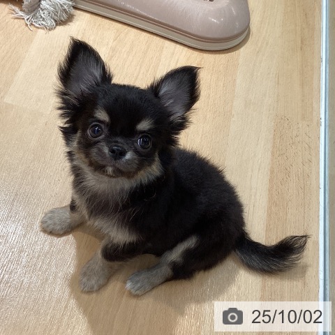 チワワの写真