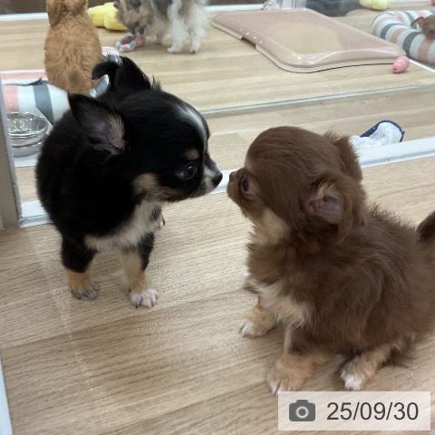チワワの写真