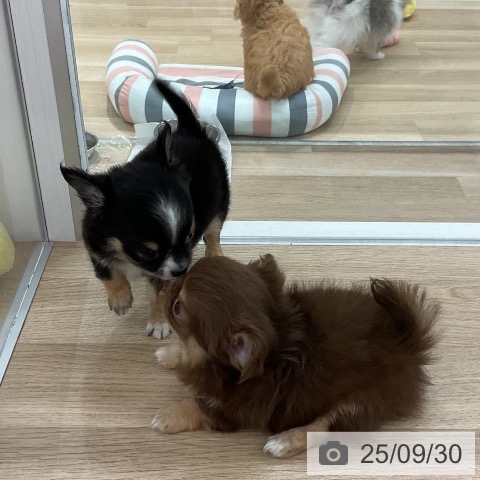 チワワの写真