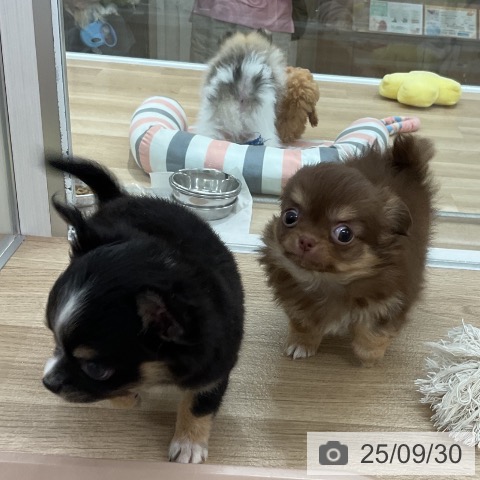 チワワの写真
