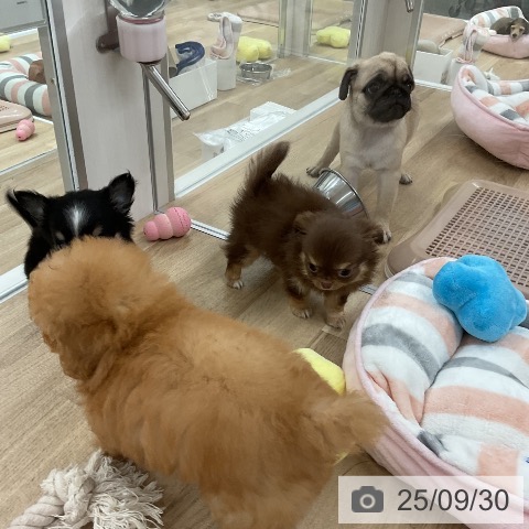 チワワの写真