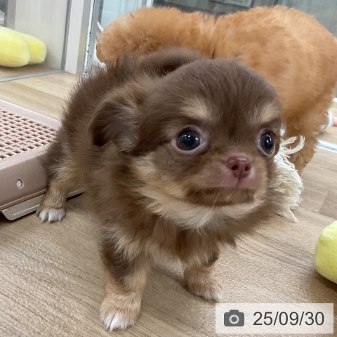 チワワの写真